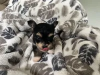 Morkie Puppy #4, a male Morkie for sale in Imperial, MO – Photo 7 of 7