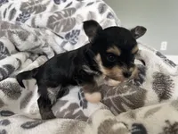Morkie Puppy #4, a male Morkie for sale in Imperial, MO – Photo 5 of 7