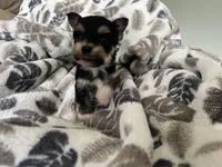 Morkie Puppy #4, a male Morkie for sale in Imperial, MO – Photo 2 of 7