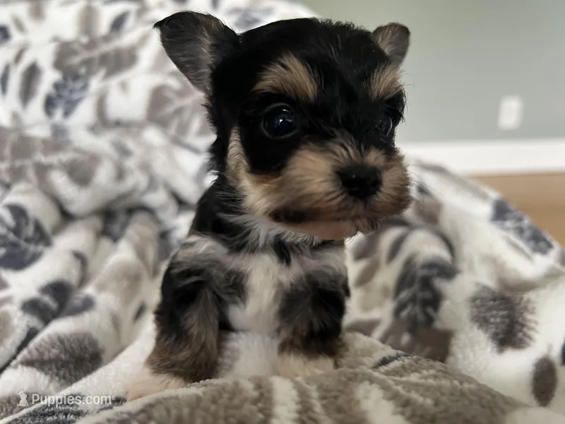 Morkie Puppy #4 – Morkie puppy for sale in Imperial, MO