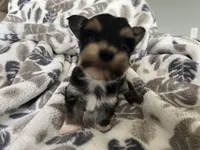 Morkie Puppy #4, a male Morkie for sale in Imperial, MO – Photo 3 of 7