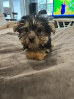 Morkie Female , a female Morkie for sale in Imperial, MO – 2 of 4
