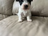 Teacup Morkie #3, a female Morkie for sale in Imperial, MO – Photo 8 of 8