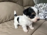 Teacup Morkie #3, a female Morkie for sale in Imperial, MO – Photo 4 of 8