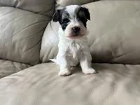 Teacup Morkie #3, a female Morkie for sale in Imperial, MO – Photo 3 of 8