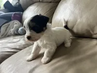 Teacup Morkie #3, a female Morkie for sale in Imperial, MO – Photo 6 of 8