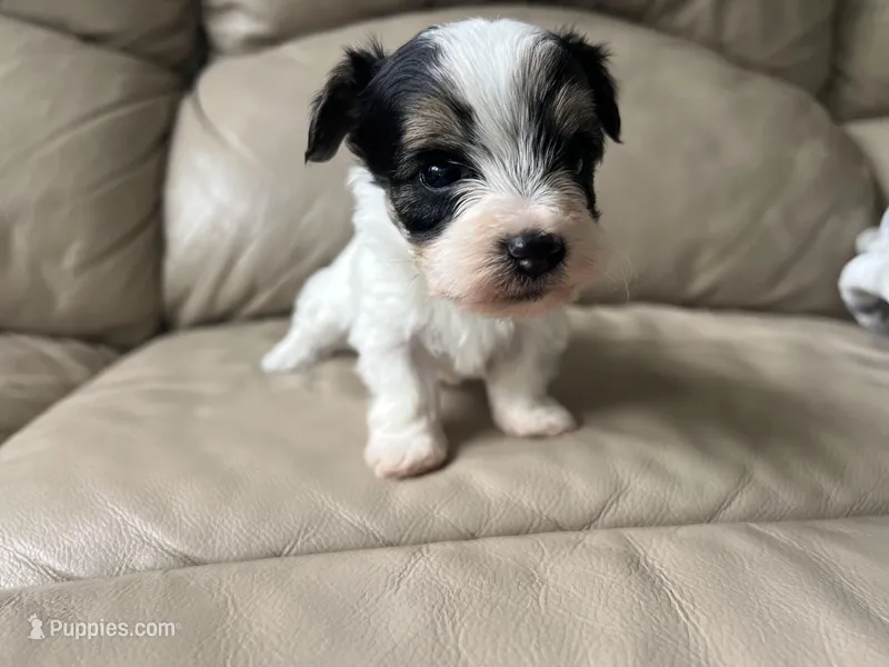 Teacup Morkie #3 – Morkie puppy for sale in Imperial, MO