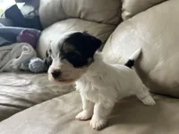 Teacup Morkie #3, a female Morkie for sale in Imperial, MO – Photo 2 of 8