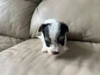 Teacup Morkie #3, a female Morkie for sale in Imperial, MO – Photo 7 of 8