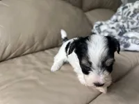 Teacup Morkie #3, a female Morkie for sale in Imperial, MO – Photo 5 of 8