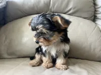 Teacup Morkie, a female Morkie for sale in Imperial, MO – 3 of 10