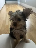 Teacup Yorkie Female, a female Yorkshire Terrier for sale in Imperial, MO – 2 of 6