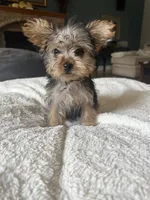 Teacup Yorkie Female, a female Yorkshire Terrier for sale in Imperial, MO – 3 of 6