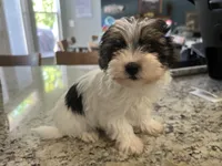 Teacup Morkie #3, a female Morkie for sale in Imperial, MO – 9 of 10