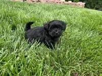 Maltipoo Male, a male Maltipoo for sale in Imperial, MO – 6 of 6