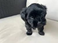 Maltipoo Male, a male Maltipoo for sale in Imperial, MO – 3 of 6