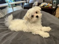 Maltese Boy , a male Maltese for sale in Imperial, MO – 3 of 4
