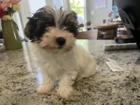 Teacup Morkie #3, a female Morkie for sale in Imperial, MO – 10 of 10