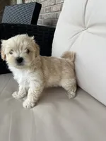 Maltipoo female , a female Maltipoo for sale in Imperial, MO – 2 of 4