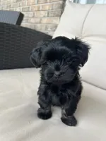 Maltipoo Male, a male Maltipoo for sale in Imperial, MO – 4 of 6