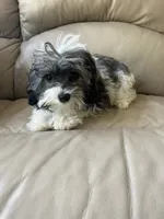 Grace, a female Maltese and Poodle - Miniature  for sale in Imperial, MO – 3 of 4