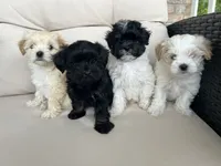 Maltipoo Male , a male Maltipoo for sale in Imperial, MO – 2 of 7