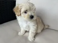 Maltipoo female , a female Maltipoo for sale in Imperial, MO – 4 of 4