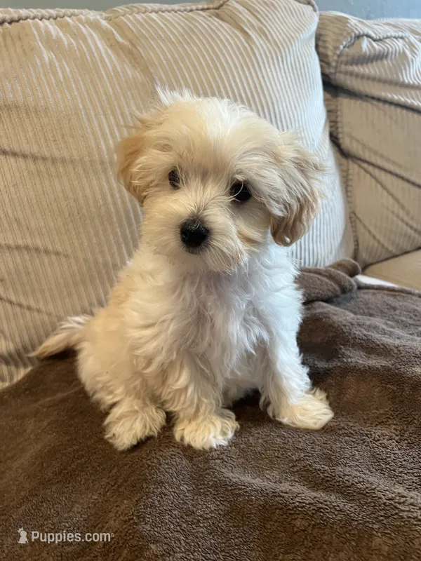 Maltipoo female  – Maltipoo puppy for sale in Imperial, MO