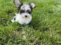 Teacup Morkie #3, a female Morkie for sale in Imperial, MO – 2 of 10