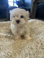 Korean Male Maltese 1, a male Maltese for sale in Imperial, MO – Photo 1 of 5