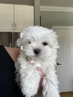 Korean Male Maltese 1, a male Maltese for sale in Imperial, MO – Photo 2 of 5