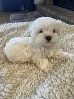Korean Male Maltese 1, a male Maltese for sale in Imperial, MO – Photo 4 of 5
