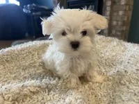 Korean Male Maltese 1, a male Maltese for sale in Imperial, MO – Photo 3 of 5