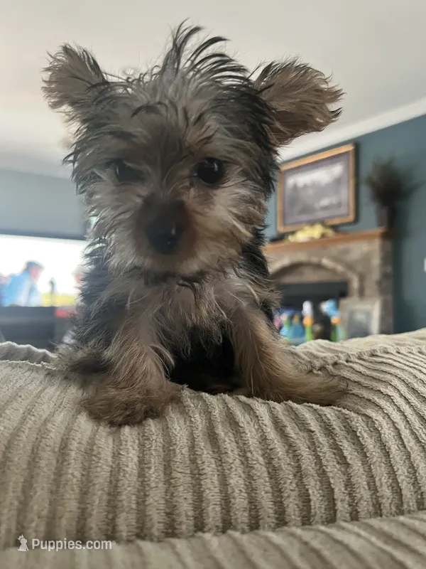Teacup Yorkie Female – Yorkshire Terrier puppy for sale in Imperial, MO