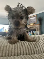 Teacup Yorkie Female, a female Yorkshire Terrier for sale in Imperial, MO – 1 of 6