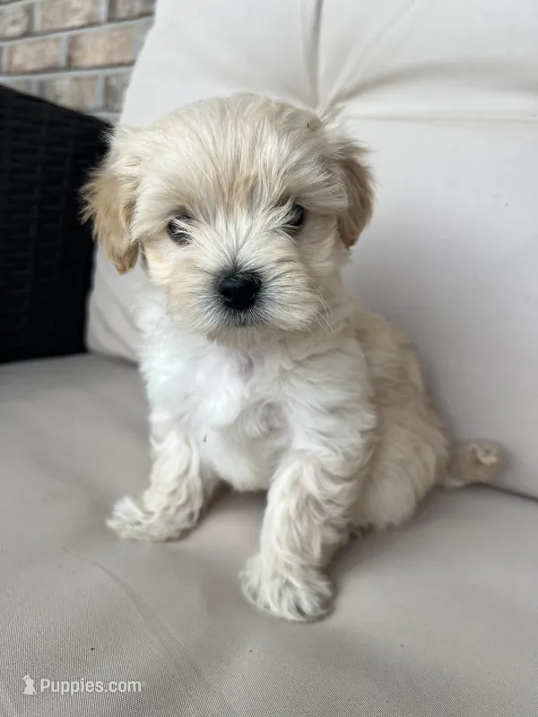 Maltipoo female  – Maltipoo puppy for sale in Imperial, MO