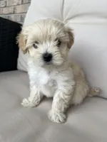 Maltipoo female , a female Maltipoo for sale in Imperial, MO – 1 of 4