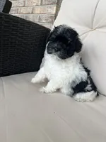 Maltipoo Male , a male Maltipoo for sale in Imperial, MO – 3 of 7