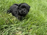 Maltipoo Male, a male Maltipoo for sale in Imperial, MO – 5 of 6