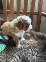 Tuck , a male Miniature Bernedoodle for sale in Lapeer, MI – 2 of 2