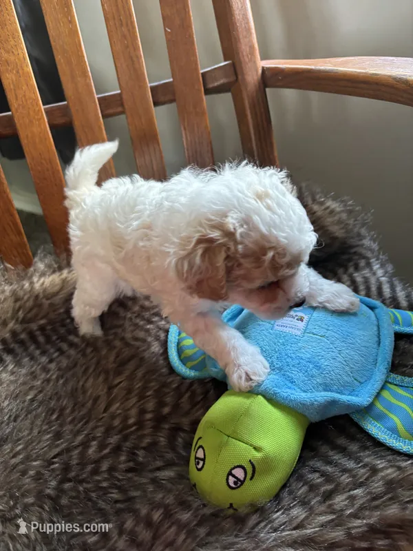 Dreamy  – Miniature Bernedoodle puppy for sale in Lapeer, MI