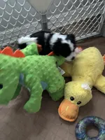 Spots , a male Miniature Bernedoodle for sale in Lapeer, MI – 4 of 5