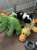 Spots , a male Miniature Bernedoodle for sale in Lapeer, MI – 2 of 5