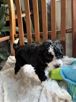 Curly , a male Miniature Bernedoodle for sale in Lapeer, MI – 4 of 9