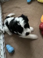 Spots , a male Miniature Bernedoodle for sale in Lapeer, MI – 1 of 5