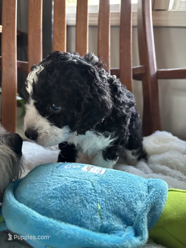 Curly  – Miniature Bernedoodle puppy for sale in Lapeer, MI