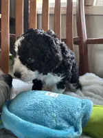 Curly , a male Miniature Bernedoodle for sale in Lapeer, MI – 1 of 9