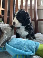 Curly , a male Miniature Bernedoodle for sale in Lapeer, MI – 2 of 9