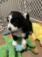 Curly , a male Miniature Bernedoodle for sale in Lapeer, MI – 9 of 9