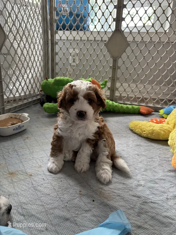 Tuck  – Miniature Bernedoodle puppy for sale in Lapeer, MI